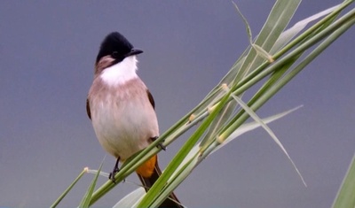 中国南東部の武夷山で34種の新種の生物を発見