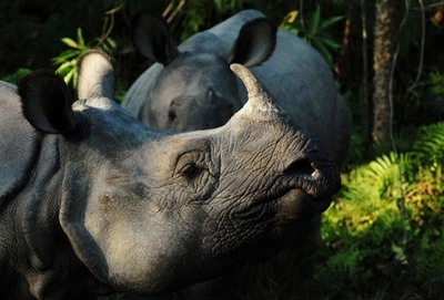 最重要のサイ密猟容疑者を逮捕、6年で16頭 ネパール