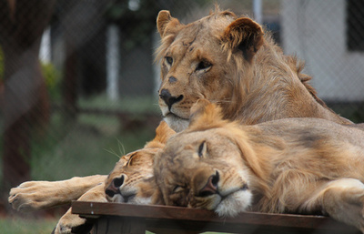 眠り込むライオンたち、ケニア