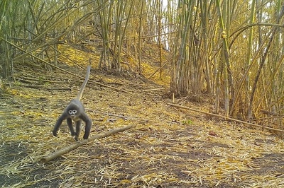 メコン川流域、新種生物200種以上発見 WWF