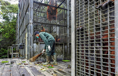 コロナの脅威からオランウータン守る インドネシアで感染防止の予防措置