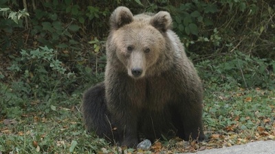 字幕:保護か殺処分か クマへの対応めぐり紛糾 ルーマニア