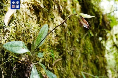 中国雲南省で国家一級保護植物「パフィオペディルム・ワディイ」初発見