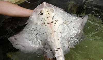 アルビノのエイ、漁師の網にかかる 今は仏水族館で飼育