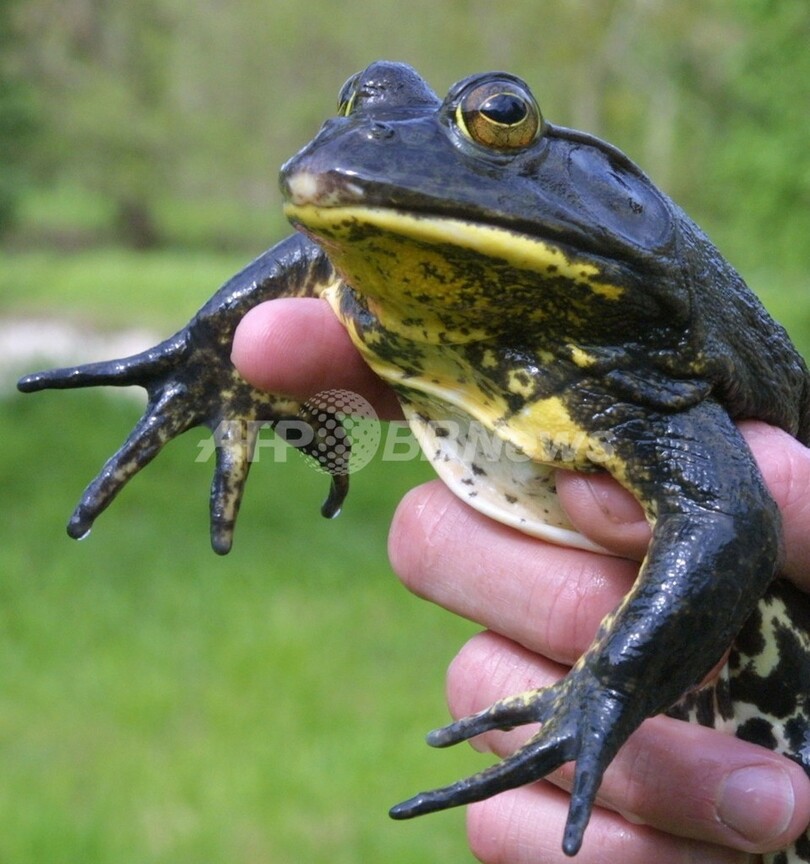 カエルが王子様に カエルの皮膚からアンチエイジング物質を発見 写真1枚 国際ニュース Afpbb News