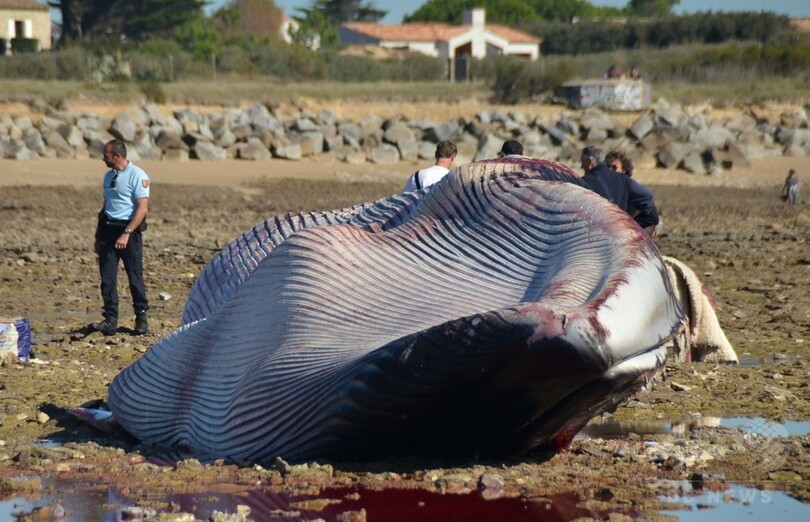 体長20メートル超のクジラ、ビーチに打ち上げられる 仏西部