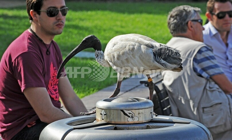 ごみ箱あさるトキ・・・わが物顔の野鳥たちが悩みの種に、豪シドニー