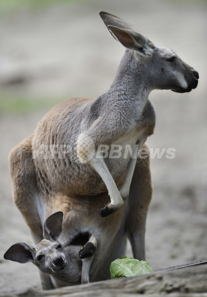 おなかのポケットからお外を偵察、カンガルーの赤ちゃん