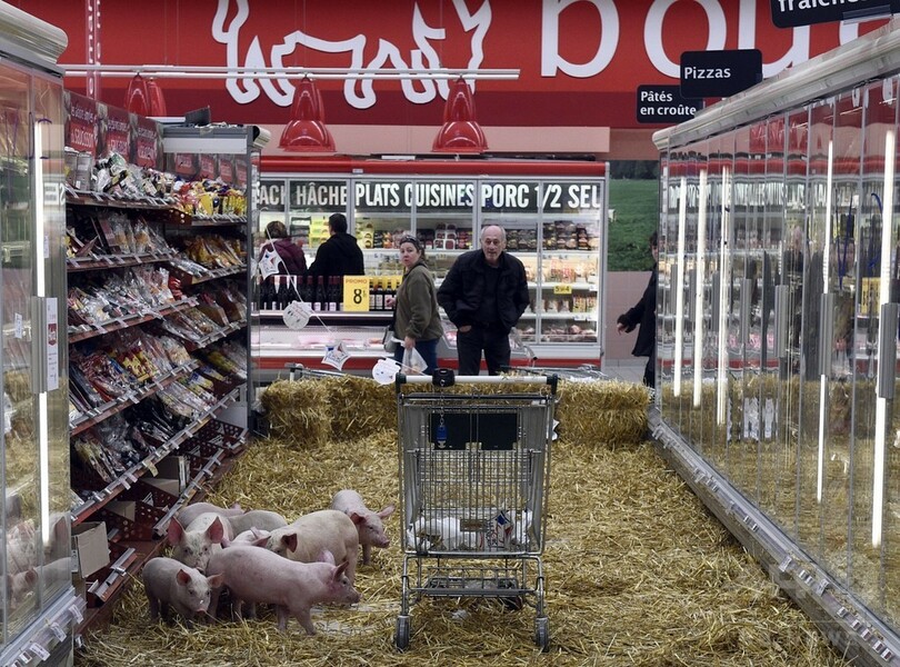 買い物客びっくり スーパー店内に子ブタ出現 フランス 写真9枚 国際ニュース Afpbb News
