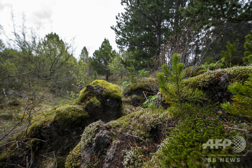 バイキングが絶やした緑を取り戻せ、アイスランド森林再生の矛盾
