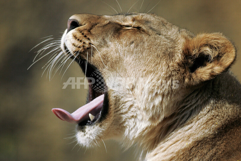 2匹の赤ちゃんライオン 父親の 虐待 で米国に 亡命 スイス 写真2枚 国際ニュース Afpbb News