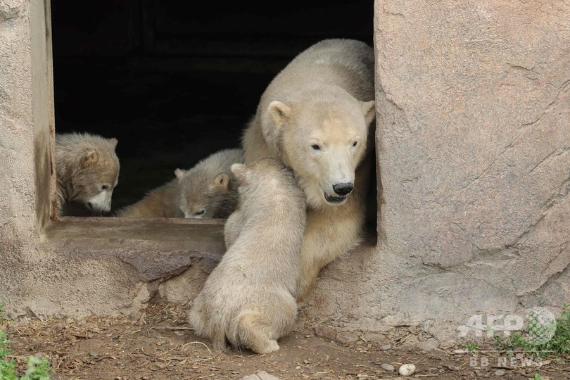 ホッキョクグマの三つ子の赤ちゃん 体重キロに 名前はもうすぐ 写真15枚 国際ニュース Afpbb News ホッキョクグマの三つ子の赤ちゃん 体重キロに 名前はもうすぐ 写真15枚 国際ニュース Afpbb News