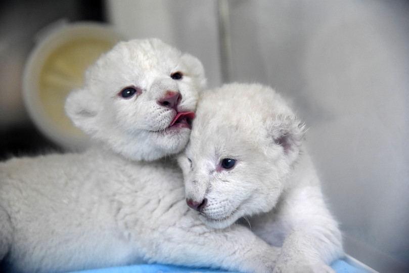 ホワイトライオンが雄雌双子を出産 中国 山東省 写真10枚 国際ニュース Afpbb News