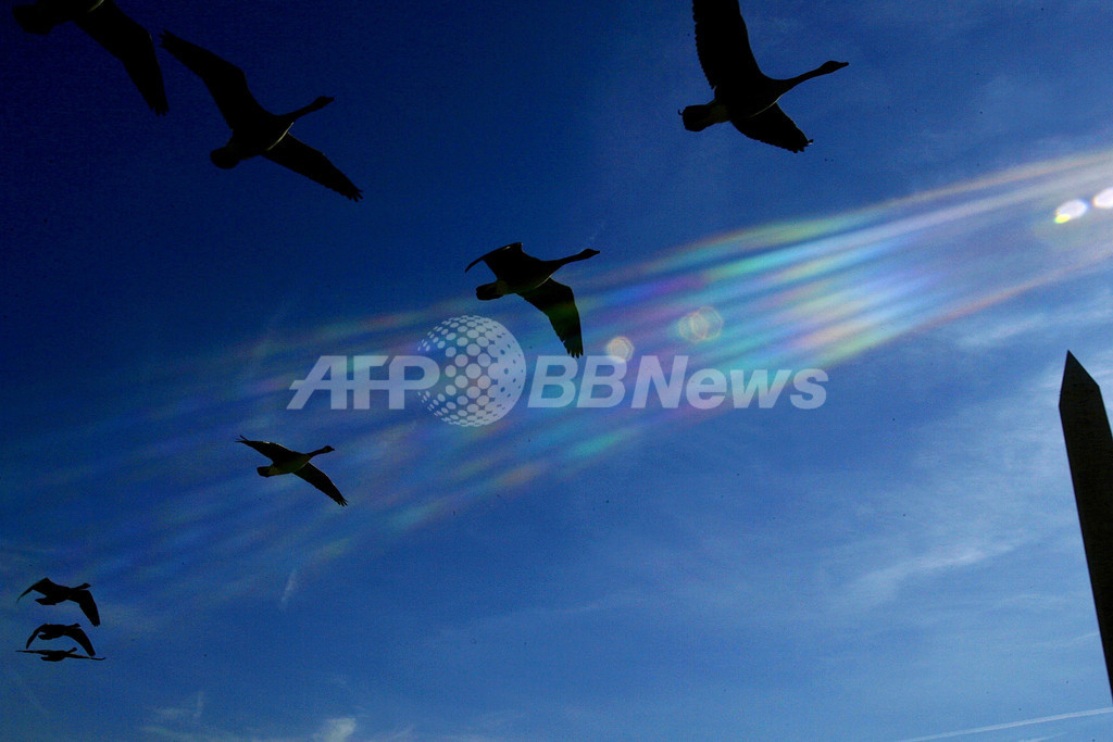 渡り鳥は栄養価の高い果実を知っている 米大研究 写真1枚 国際ニュース Afpbb News