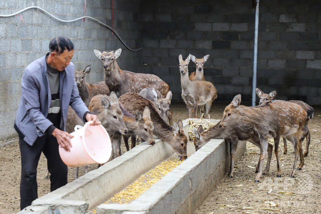 野生動物の食用禁止、飼育業者と動物の運命は? 中国 野生動物の食用禁止、飼育業者と動物の運命は? 中国