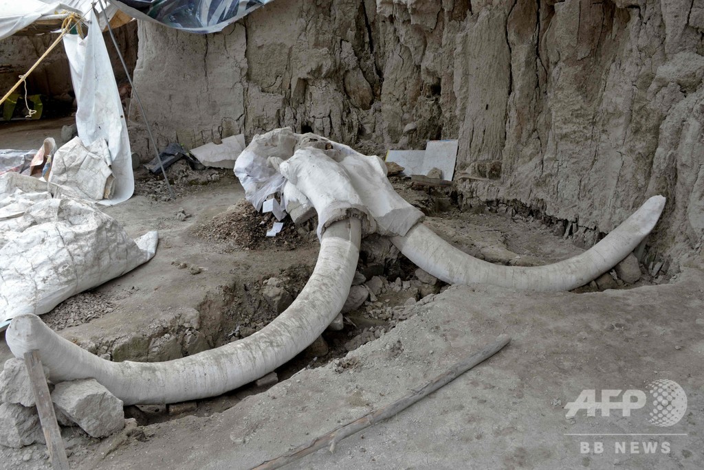 史上最多 マンモスの骨800個発見 捕獲用わなも メキシコ 写真6枚 国際ニュース Afpbb News