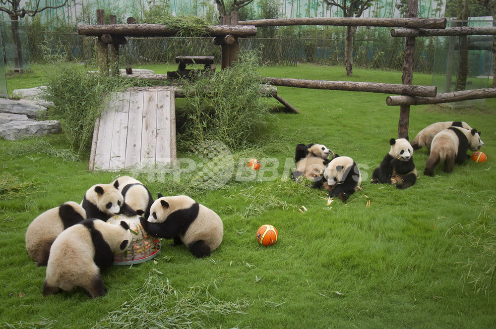 上海万博応援パンダ、2歳の誕生日 氷のケーキでお祝い 写真2枚 国際