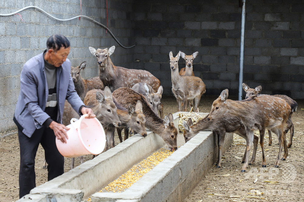 野生動物の食用禁止 飼育業者と動物の運命は 中国 写真1枚 国際ニュース Afpbb News