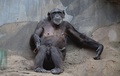 ドイツ北部オスナブリュック（Osnabrueck）の動物園で、母親の膝に乗る赤ちゃんチンパンジー（2014年1月21日撮影）。(c)AFP/CARMEN JASPERSEN    