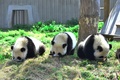 仲良くミルクを飲むパンダの子どもたち（2019年4月23日撮影）。(c)CNS/安源