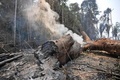 ブラジル北西部ロンドニア州で、火災で焼けた木（2019年8月24日撮影）。(c)CARL DE SOUZA / AFP 