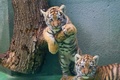 チェコ東部オロモウツの動物園でお披露目された双子のシベリアトラの子ども（2015年6月30日撮影）。(c)AFP/RADEK MICA