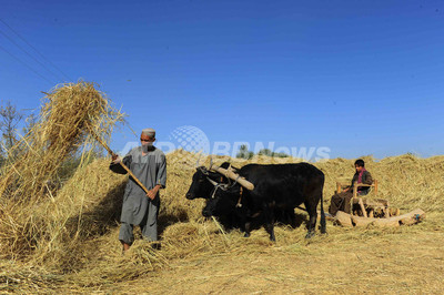 地球温暖化ガスの14 5 家畜に由来 Fao報告書 写真1枚 国際ニュース Afpbb News