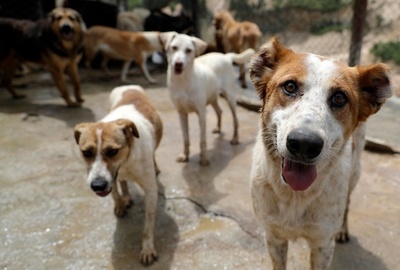 風船でペットを 空飛ぶ犬 に ユーチューバー逮捕 インド 写真1枚 国際ニュース Afpbb News