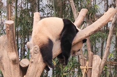 韓国で人気のパンダ「6時間待って5分見る」だけで、もう本当にお別れ