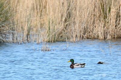 52キロで飛ぶマガモ、スピード違反取締装置に写る 再犯か？