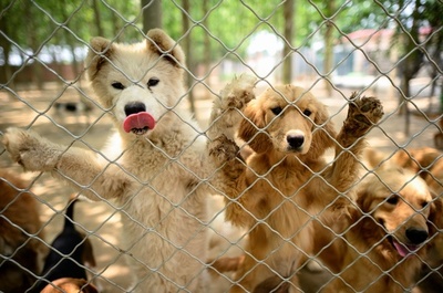 中国の犬肉祭り 今年も開催 コロナ影響で打撃受けるも 写真21枚 国際ニュース Afpbb News
