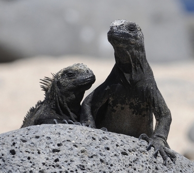 温暖化で一部の動植物が小型化、シンガポール大研究