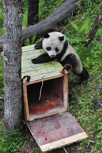 パンダの絶滅危機は一安心、ゴリラは「絶滅まであと一歩」