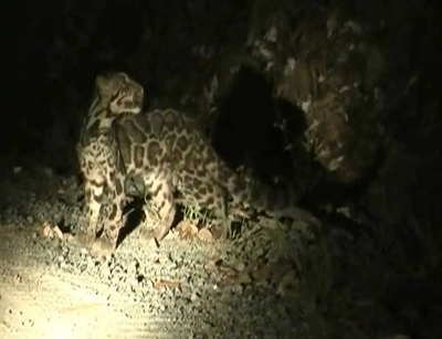 ボルネオで新種ウンピョウの撮影に初めて成功