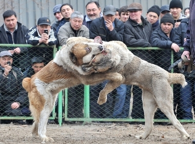 野生の本能むき出し、キルギスの闘犬大会