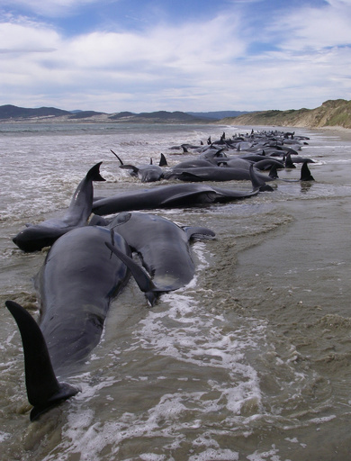 NZ海岸に打ち上げられたクジラ7頭が海に 地元住民ら1000人が協力