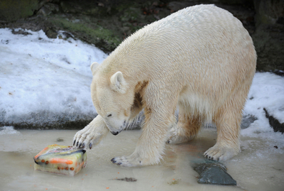 ベルリン育ちでもホッキョクグマ、氷点下で快適な「クヌート」