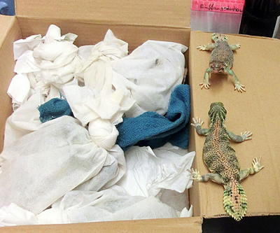 空港でトカゲ49匹を持ち込もうとした男、「食用」だと主張