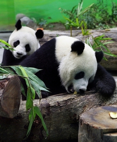 中国から来たパンダ、台北動物園の来園者50万人増に貢献