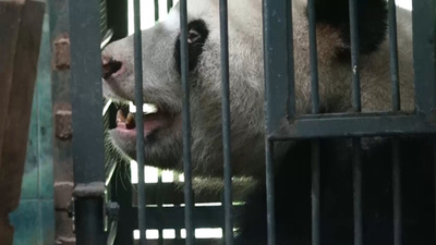飼育員が虐待の疑い 武漢のパンダ「偉偉」が故郷・四川に里帰り