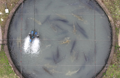 中国・浙江省衢州市、世界最大のキャビア供給地