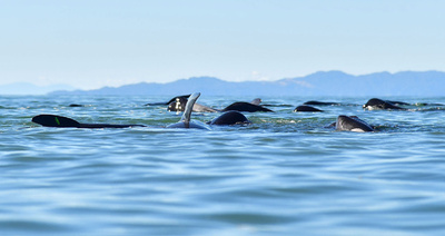 NZでまたクジラ大量死、海水温上昇が関連か