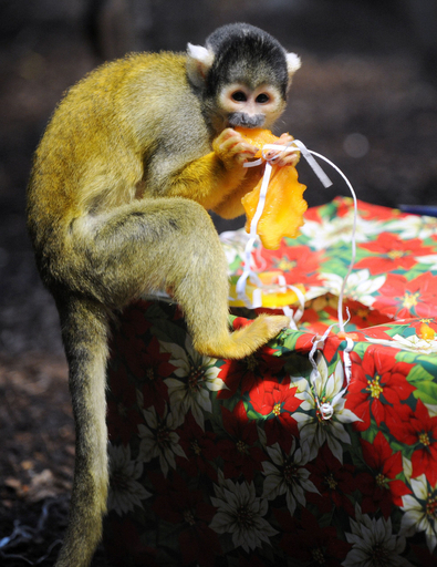 Xマスプレゼントをもらうリスザル、独動物園