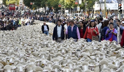 スペイン首都を羊2000頭が大行進、 移牧ルートの保存訴え