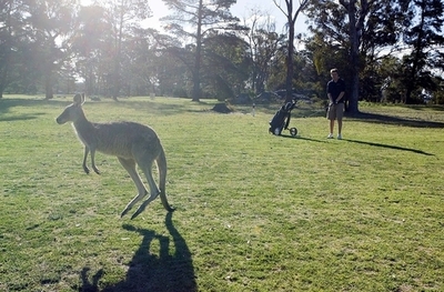 キャンベラのカンガルー400頭、駆除以外に選択肢なし 豪国務省