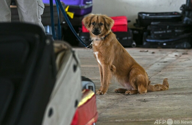 コンテナに40日間…大西洋横断生き抜いた犬、パナマで探知犬に