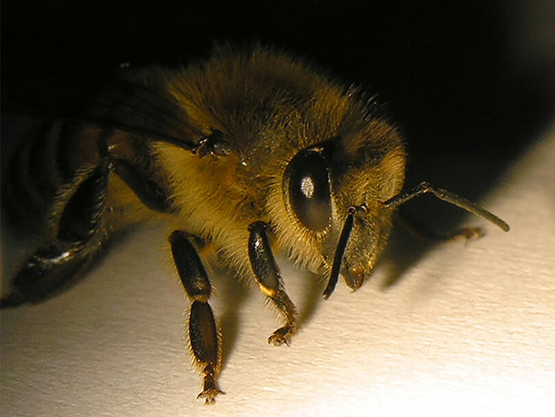 ハチの視力 先行研究の評価30 上回る 最新研究 写真2枚 国際ニュース Afpbb News