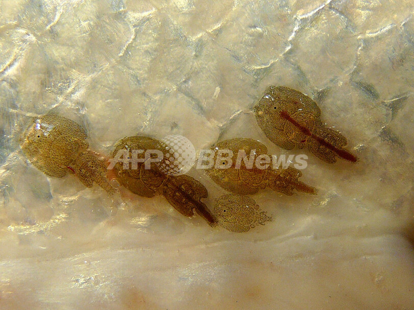 ノルウェー、養殖サケにシラミ感染が拡大 天然サケへの影響懸念