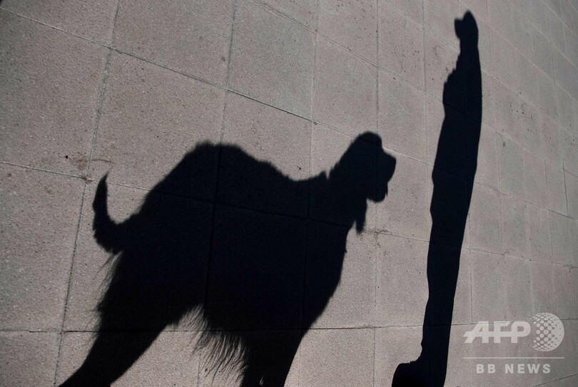 コロナ患者嗅ぎ分ける探知犬を養成へ チリで訓練進む