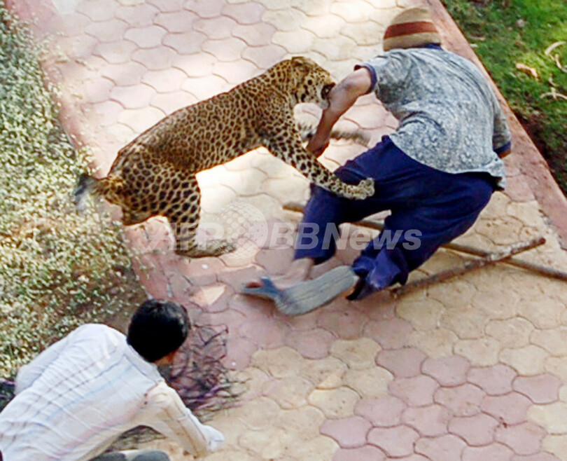 住宅街に迷い込んだヒョウ 人を襲う インド 写真1枚 国際ニュース Afpbb News